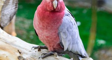 dierenreïncarnatie