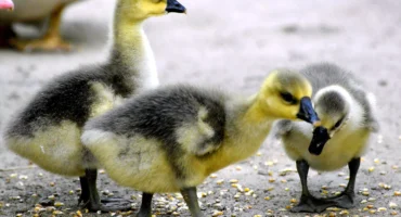 dierenreïncarnatie