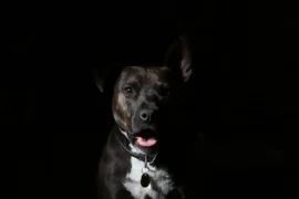 dromen zwarte hond